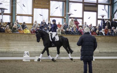 Pferdegerecht ausbilden: Tierschutz zwischen Theorie und Trainingsalltag